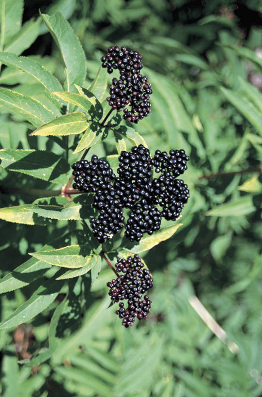 无人,竖图,室外,特写,白天,植物,水果,叶子,草药,药草,串,饮食,中药,树,树木,绿色,自然,摄影,生长,成长,生物学,清新,药材,中草药,接骨木,中药材,本草,忍冬,草珊瑚,接骨金粟兰,九节茶,九节风,九节花,肿节风,竹节茶,彩图,成分
