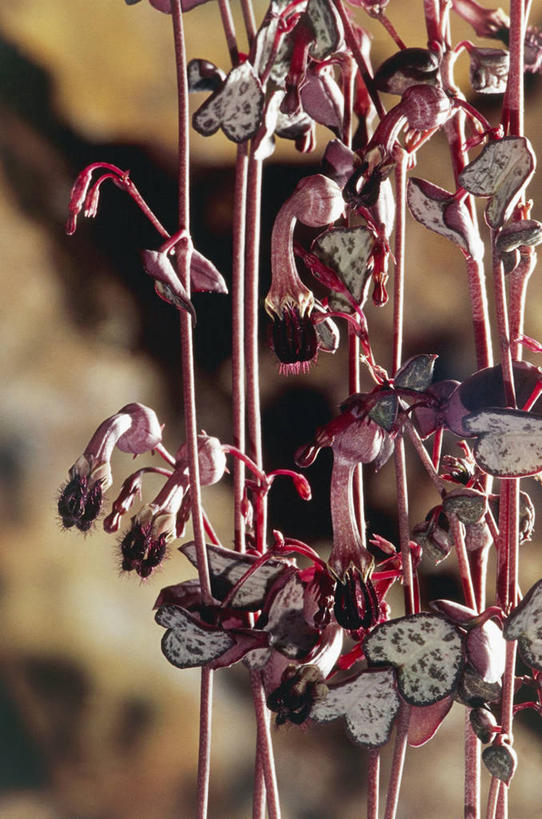 无人,竖图,室外,特写,白天,叶子,茎,赤素馨花,自然,摄影,生长,生物学,彩图