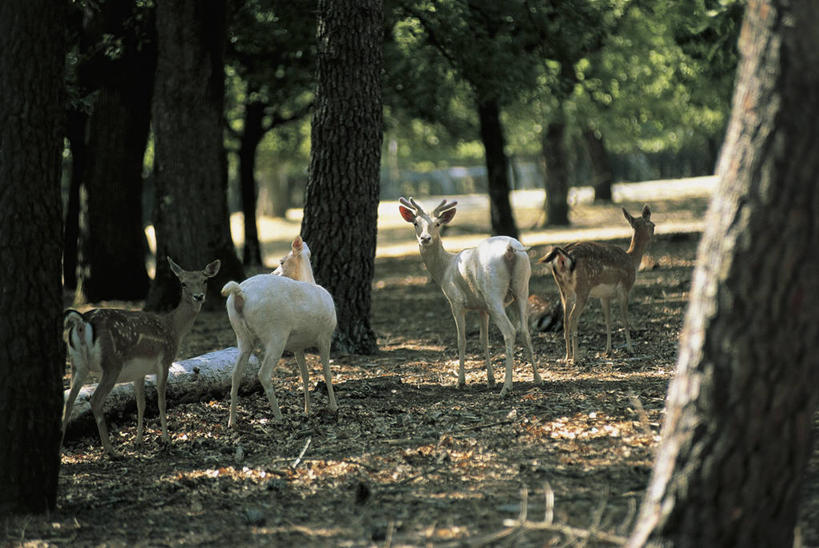 无人,站,横图,室外,白天,森林,鹿,意大利,欧洲,四只,阴影,树,树干,摄影,食草动物,生物学,地中海文化,小鹿,机敏,翁布里亚大区,彩图