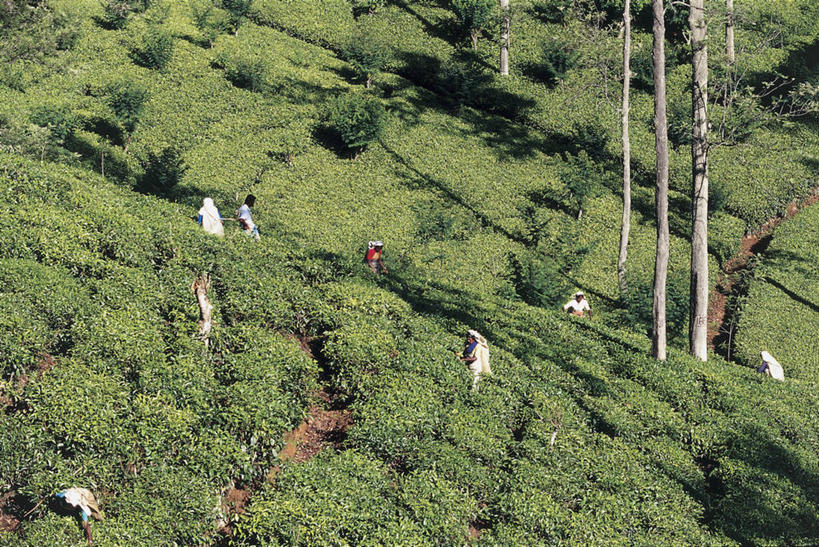 成年人,人群,农民,横图,俯视,室外,白天,农业,农作物,斯里兰卡,亚洲,阴影,朦胧,模糊,光,田地,茶叶,树,绿色,自然,职业,摄影,生长,收获,种植园,印度次大陆,努沃勒埃利耶,男人,男性,女人,女性,彩图,高角度拍摄,旅行