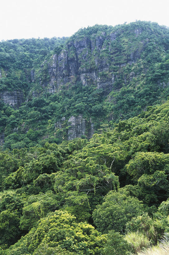 无人,竖图,室外,白天,旅游,度假,美景,森林,山,斐济,岛,景观,娱乐,树,绿色,自然,享受,休闲,景色,放松,摄影,宁静,国家公园,自然风光,大洋洲,美拉尼西亚,太平洋岛屿,彩图,旅行,郊野公园