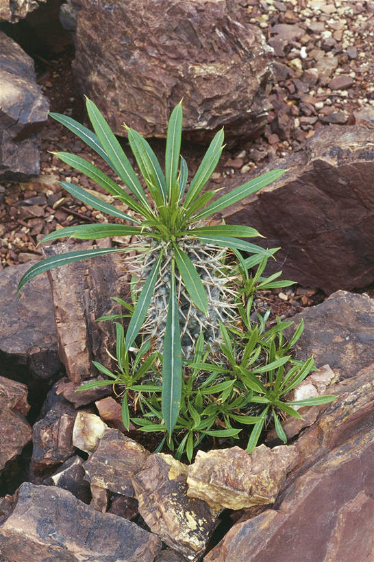 无人,竖图,室外,白天,植物,仙人掌,棕榈树,叶子,非洲,马达加斯加,绿叶,赤素馨花,树,树木,绿色,自然,嫩叶,摄影,生长,成长,环境,棕榈叶,阿非利加洲,马达加斯加共和国,叶,叶片,岩石,棕树,棕榈,彩图,肉质植物