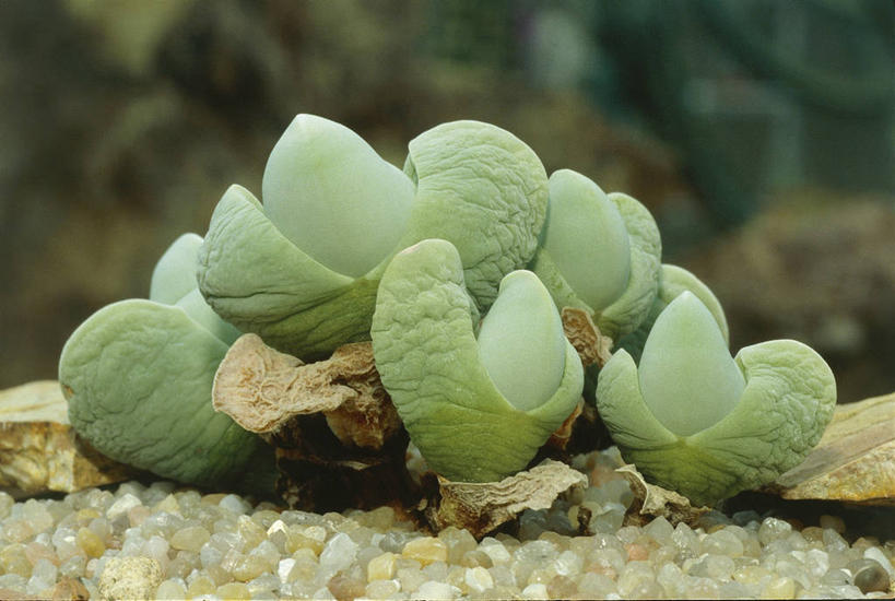 无人,横图,室外,白天,仙人掌,自然,摄影,环境,沙砾,岩石,彩图,肉质植物