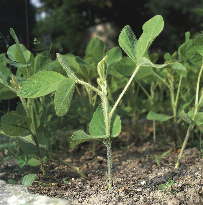 无人,竖图,方图,室外,特写,白天,植物,豆,大豆,叶子,科学,泥土,自然,摄影,生长,环境,生物学,豌豆系,彩图