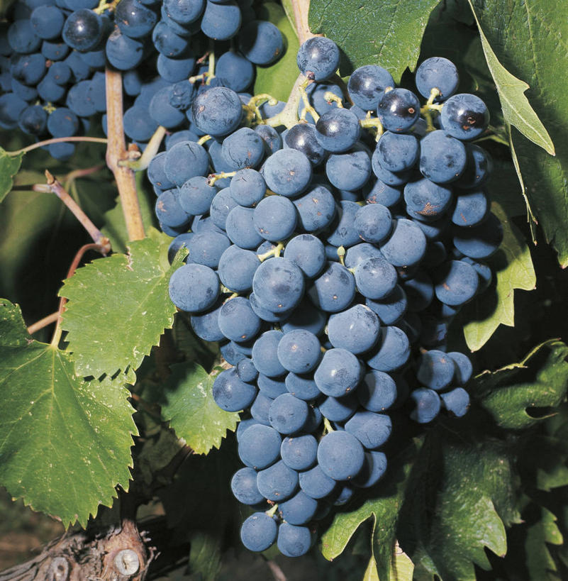 无人,果园,竖图,方图,室外,特写,白天,葡萄,水果,科学,食品,果树,饮食,自然,藤蔓,摄影,生长,环境,生物学,健康食物,藤蔓植物,落叶树,彩图,红葡萄