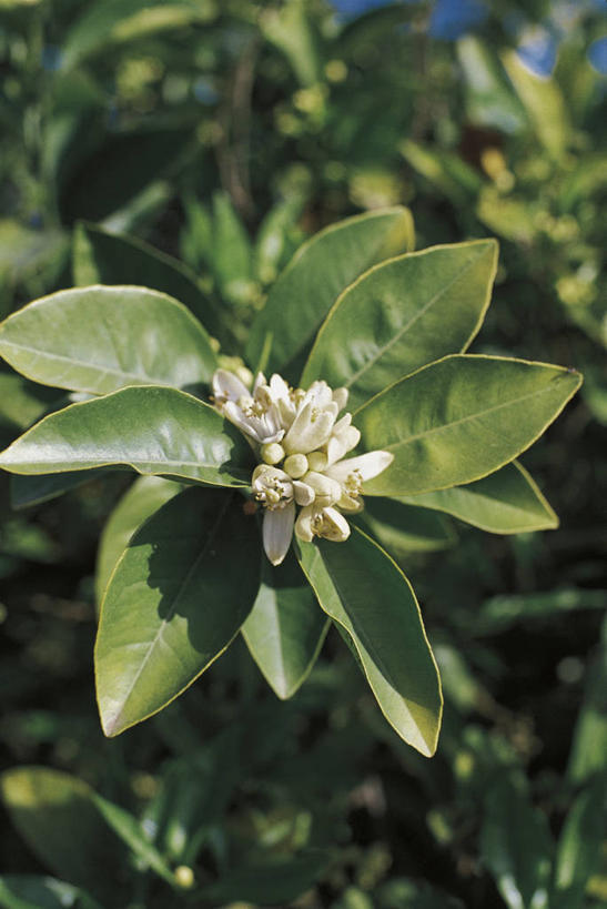 无人,竖图,室外,特写,白天,美景,水果,叶子,科学,景观,食品,花蕾,桔树,花,花朵,自然,景色,摄影,环境,芸香科,生物学,自然风光,柑橘属,常绿树,桔子,彩图