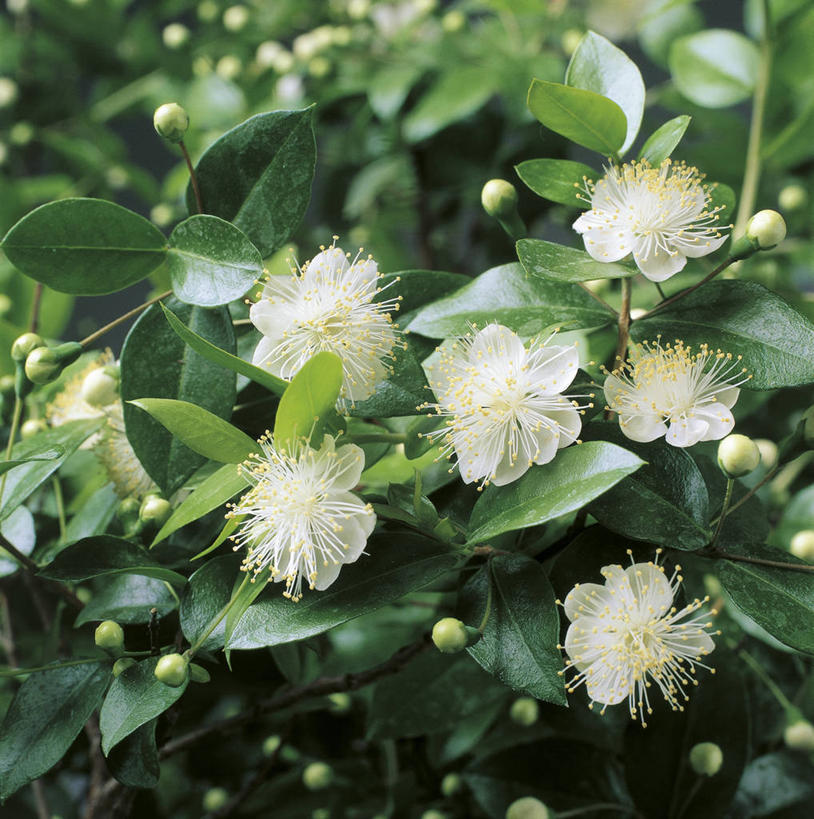 无人,竖图,方图,室外,特写,白天,美景,叶子,科学,景观,花蕾,花,花瓣,自然,春天,景色,摄影,灌木,环境,生物学,自然风光,番樱桃,彩图