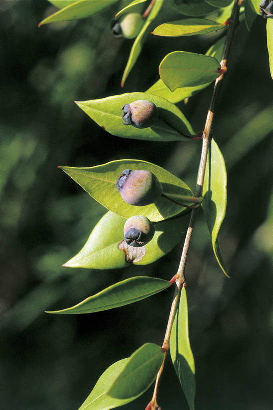 无人,竖图,室外,特写,白天,美景,浆果,水果,叶子,科学,景观,食品,种子,花蕾,树,自然,景色,摄影,灌木,部分,环境,生物学,自然风光,番樱桃,彩图