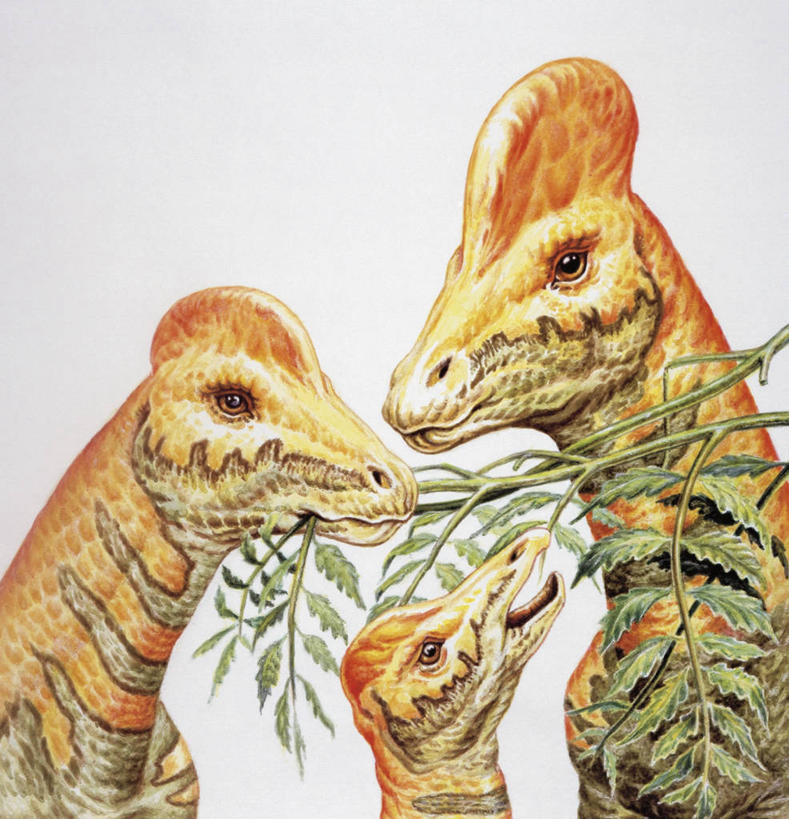 无人,吃,竖图,方图,插画,特写,白色背景,分享,数码,科技,植物,野生动物,叶子,三只,阴影,网络,枝,高光,几何,计算机图形,合成,图画,历史,画,白色,动物,恐龙,食草动物,电脑合成图,数码合成图,合成图,漫画,偶蹄目,写实,具体,具象,冠龙,古代史,地质学,史前时代,彩图,中生代,过去,古生物学