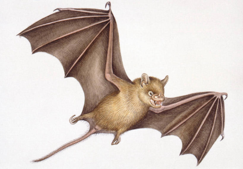 无人,横图,插画,白色背景,数码,科技,蝙蝠,哺乳动物,野生动物,阴影,网络,翅膀,高光,几何,计算机图形,合成,图画,飞,画,白色,自然,动物,环境,电脑合成图,数码合成图,合成图,漫画,写实,具体,具象,古代史,地质学,史前时代,彩图,过去,古生物学