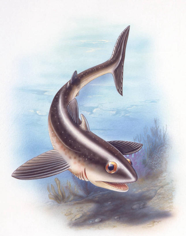 无人,竖图,插画,室外,白天,数码,科技,水下,阴影,网络,高光,几何,计算机图形,合成,图画,历史,鱼类,画,自然,动物,环境,电脑合成图,数码合成图,合成图,漫画,写实,具体,具象,古代史,地质学,史前时代,彩图,软骨鱼纲,过去,古生物学