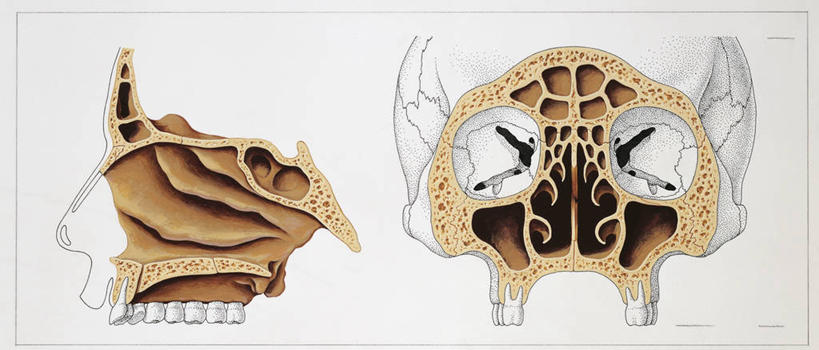 头,颅骨,骨骼,关节,无人,横图,全景,插画,白色背景,正面,数码,科技,阴影,科学,网络,人头骨,高光,几何,计算机图形,合成,图画,画,两个,白色,人体,部分,电脑合成图,数码合成图,生物学,合成图,横截面,漫画,写实,具体,具象,鼻窦,人体结构,头部,彩图