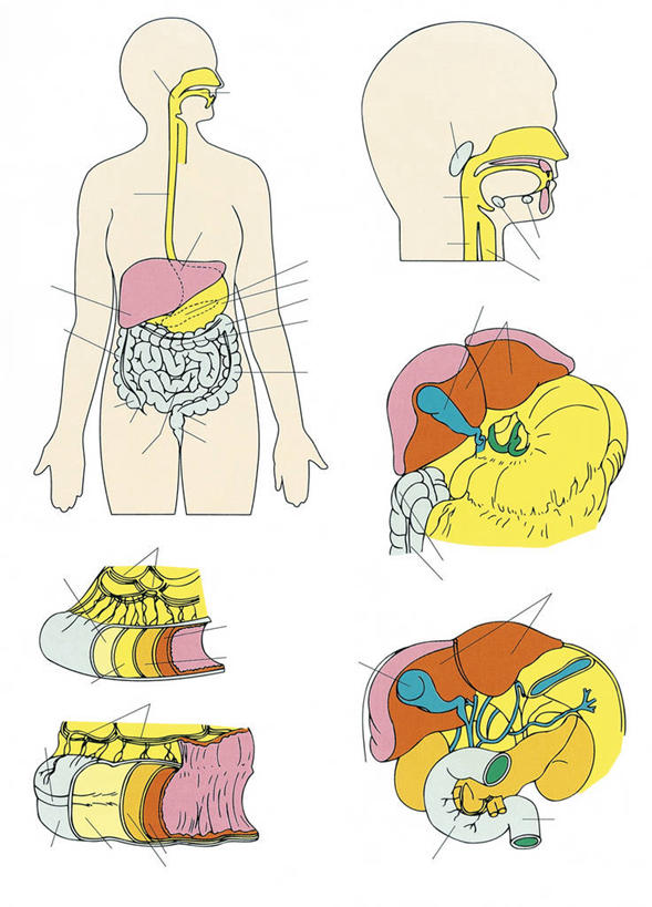 肝脏,无人,竖图,插画,白色背景,数码,科技,阴影,科学,网络,高光,几何,计算机图形,合成,图画,画,白色,躯干,人体,摄影,电脑合成图,数码合成图,生物学,合成图,漫画,生理学,写实,具体,具象,肠道,回肠,结肠,消化道,吸收,消化管,人体结构,消化,排泄,摄取,小肠,彩图,消化腺,转运,消化系统
