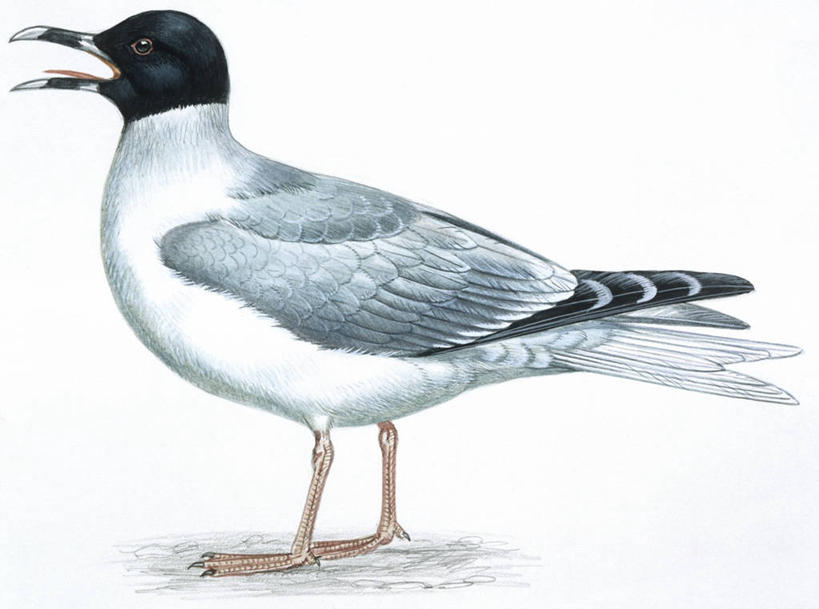 无人,横图,插画,白色背景,侧面,数码,科技,海鸟,海鸥,野生动物,阴影,科学,网络,鸟类,高光,几何,计算机图形,合成,图画,画,白色,自然,动物,环境,电脑合成图,数码合成图,生物学,合成图,漫画,写实,具体,具象,燕尾鸥,彩图,动物学