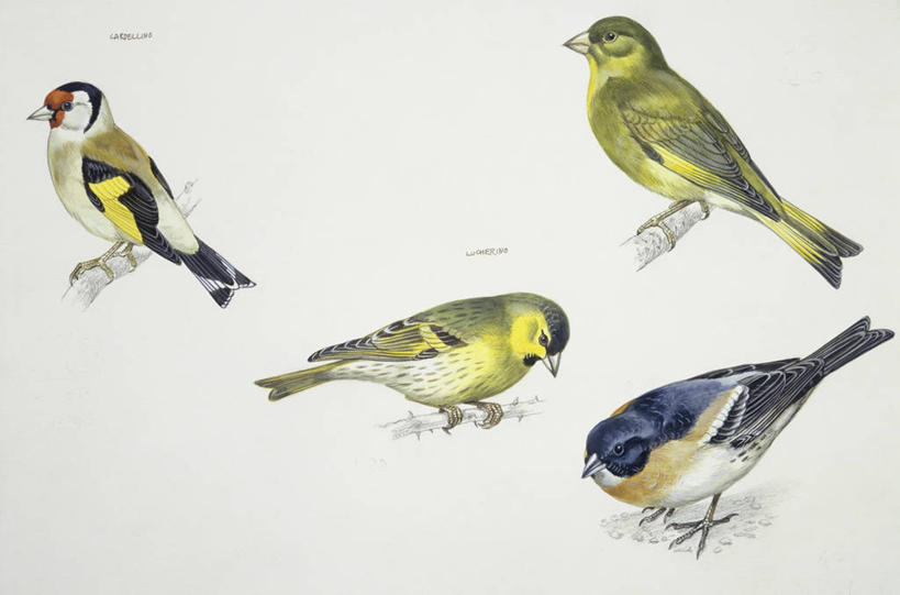 无人,横图,插画,白色背景,数码,科技,野生动物,四只,阴影,科学,网络,鸟类,高光,几何,计算机图形,合成,图画,画,白色,自然,栖息,环境,电脑合成图,数码合成图,生物学,合成图,漫画,金翅雀,写实,具体,具象,彩图,动物学