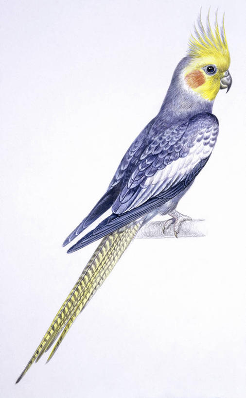 无人,竖图,插画,白色背景,数码,科技,野生动物,鹦鹉,阴影,科学,网络,鸟类,高光,几何,计算机图形,合成,图画,画,白色,自然,动物,环境,电脑合成图,数码合成图,生物学,合成图,漫画,澳洲鹦鹉,写实,具体,具象,热带鸟,彩图,动物学