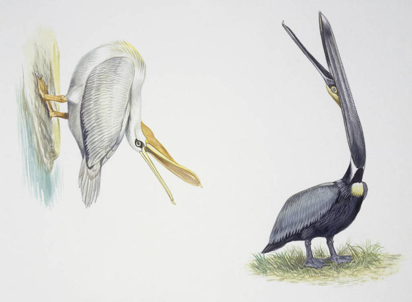 喉咙,脖子,无人,横图,插画,白色背景,数码,科技,海鸟,野生动物,阴影,科学,网络,鸟类,高光,几何,计算机图形,合成,图画,画,白色,自然,动物,两只,抓,转,环境,电脑合成图,数码合成图,生物学,合成图,漫画,鹈鹕,写实,具体,具象,仰头,彩图,动物学