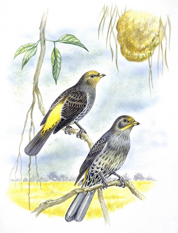 无人,竖图,插画,室外,白天,数码,科技,野生动物,阴影,科学,网络,鸟类,枝,高光,几何,计算机图形,合成,图画,画,树,自然,动物,两只,环境,电脑合成图,数码合成图,生物学,合成图,漫画,蜂箱,写实,具体,具象,彩图,伴侣,动物学