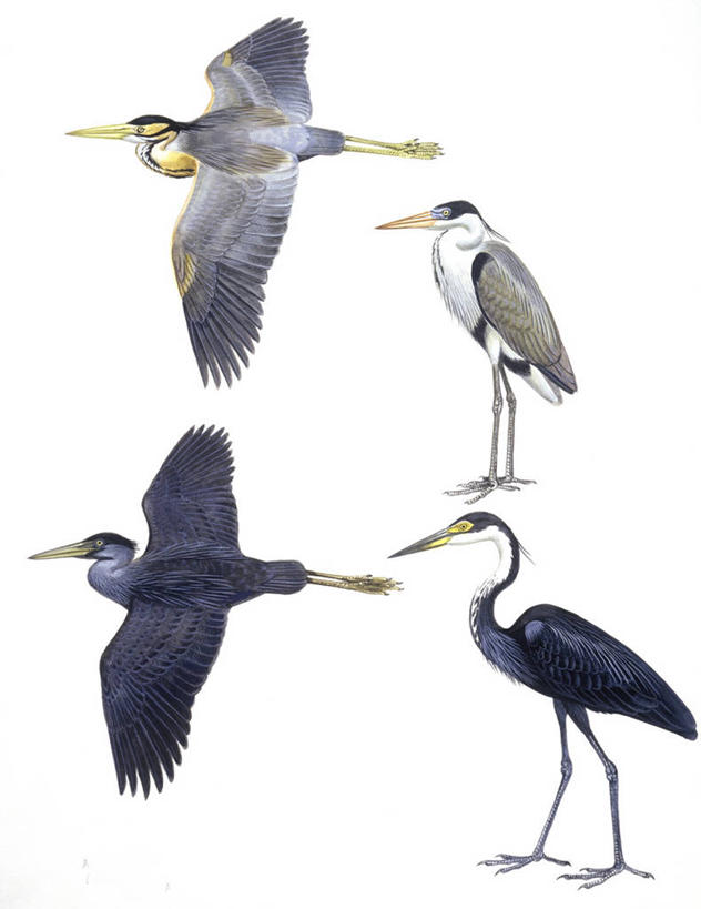 无人,竖图,插画,白色背景,数码,科技,野生动物,四只,阴影,科学,网络,苍鹭,鸟类,高光,几何,计算机图形,合成,图画,飞,画,白色,自然,环境,电脑合成图,数码合成图,生物学,鹳,合成图,漫画,写实,具体,具象,紫鹭,彩图,动物学