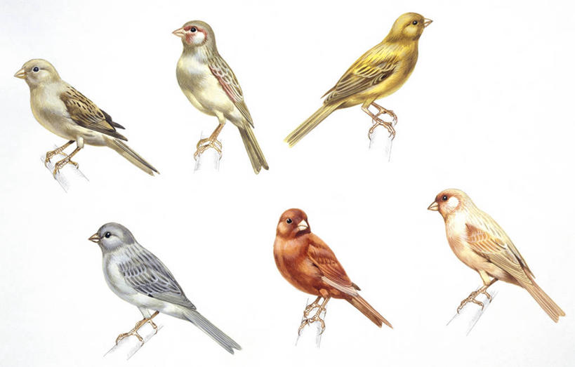 无人,横图,插画,白色背景,侧面,数码,科技,野生动物,阴影,科学,网络,鸟类,高光,几何,计算机图形,合成,图画,画,白色,自然,动物,栖息,多样,环境,电脑合成图,数码合成图,生物学,合成图,漫画,金丝雀,写实,具体,具象,畸形,彩图,动物学