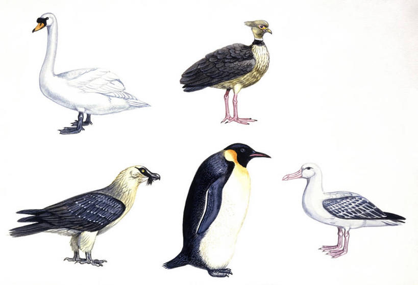 无人,横图,插画,白色背景,侧面,数码,科技,鸟,企鹅,野生动物,天鹅,信天翁,阴影,科学,网络,鸟类,秃鹫,高光,几何,计算机图形,合成,图画,画,白色,自然,动物,多样,环境,电脑合成图,数码合成图,生物学,疣鼻天鹅,合成图,凶猛,漫画,写实,具体,具象,皇企鹅,漂泊信天翁,残暴,凶残,座山雕,秃鹰,狗头鹫,彩图,动物学