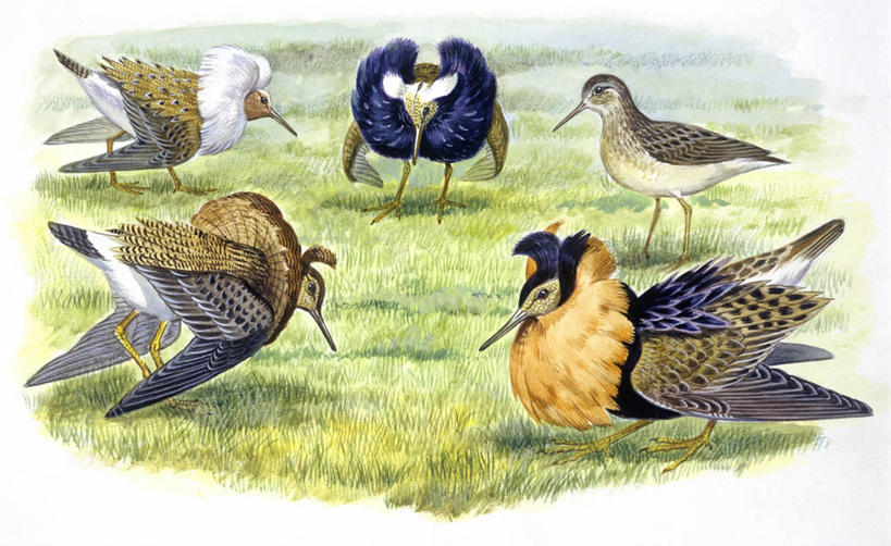 无人,横图,插画,室外,骄傲,数码,科技,野生动物,表演,阴影,科学,网络,鸟类,高光,几何,计算机图形,合成,图画,画,自然,动物,环境,电脑合成图,数码合成图,生物学,合成图,打斗,漫画,写实,具体,具象,彩图,舞蹈,领饰,伴侣,动物行为,动物学