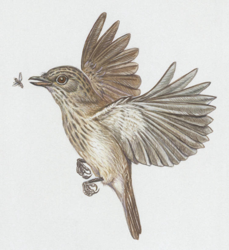 无人,吃,竖图,方图,插画,室外,白色背景,数码,科技,野生动物,阴影,科学,网络,鸟类,昆虫,半空,高光,几何,计算机图形,合成,图画,飞,画,白色,自然,动物,栖息,环境,电脑合成图,数码合成图,生物学,合成图,节肢动物,漫画,写实,具体,具象,京燕,彩图,动物学