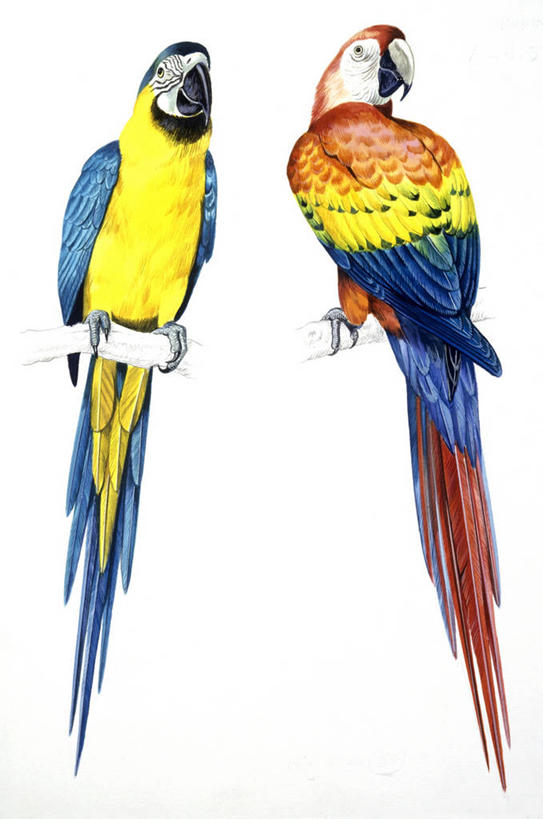 无人,竖图,插画,白色背景,数码,科技,野生动物,鹦鹉,阴影,科学,网络,鸟类,高光,几何,计算机图形,合成,图画,画,白色,自然,动物,两只,环境,电脑合成图,数码合成图,生物学,金刚鹦鹉,合成图,漫画,写实,具体,具象,热带鸟,蓝黄金刚鹦鹉,彩图,动物学