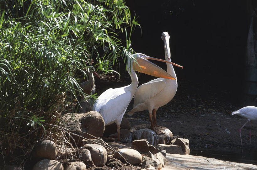 无人,横图,室外,白天,海鸟,野生动物,叶子,四只,科学,鸟类,自然,摄影,环境,生物学,喙,鹈鹕,濒危物种,岩石,彩图,动物学