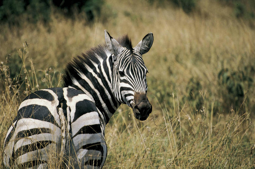 无人,横图,室外,白天,旅游,度假,美景,斑马,哺乳动物,马,貘,野生动物,条纹,科学,景观,娱乐,草,背面,自然,动物,平原,享受,休闲,景色,放松,运输,摄影,牲畜,部分,环境,生物学,自然风光,式样,彩图,动物学