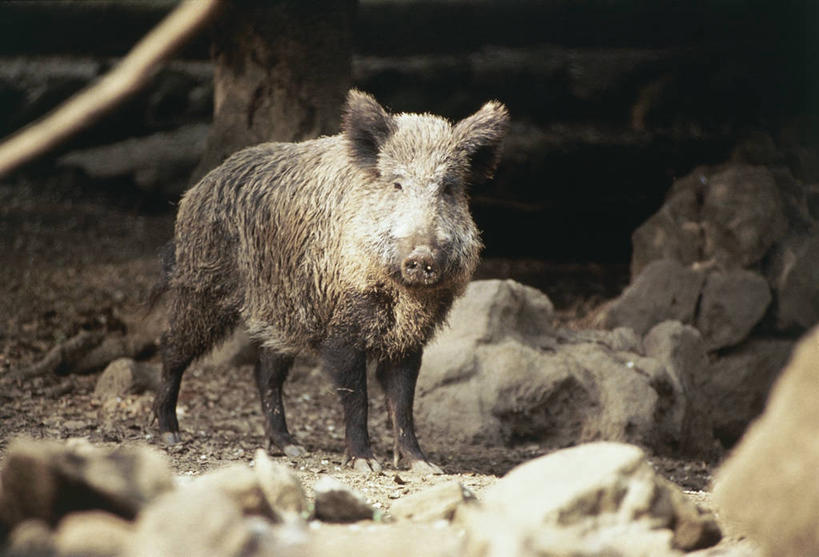 无人,站,横图,室外,白天,哺乳动物,野生动物,猪,科学,野猪,褐色,自然,动物,摄影,环境,生物学,偶蹄目,岩石,彩图,动物学