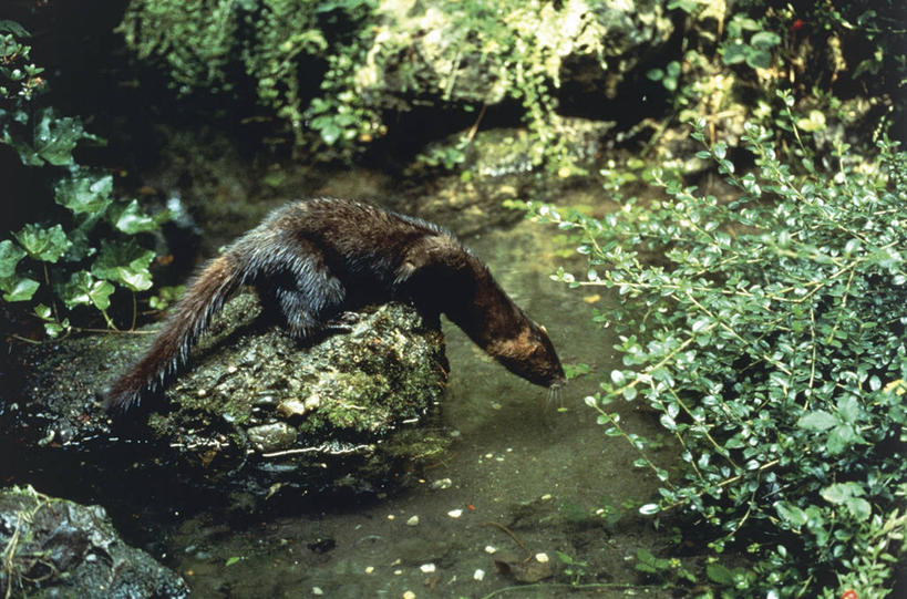 无人,蹲,横图,室外,白天,侧面,植物,哺乳动物,野生动物,湿,科学,流水,小溪,自然,动物,摄影,环境,生物学,岩石,彩图,动物学