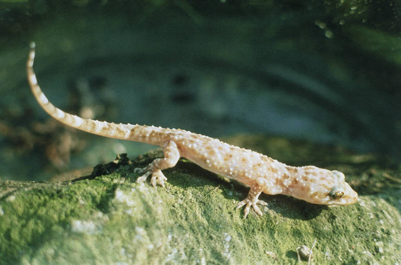 无人,横图,室外,特写,白天,侧面,野生动物,科学,动物,摄影,生物学,机敏,岩石,彩图,动物学