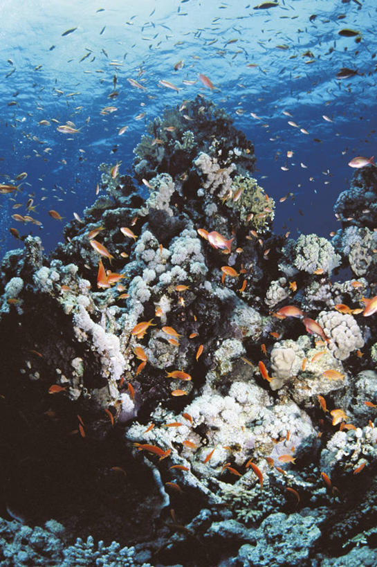 无人,竖图,海底,水下,海洋,水,野生动物,一群,许多,科学,鱼群,珊瑚,很多,鱼类,自然,摄影,环境,生物学,刺胞动物,红海,暗礁,彩图,动物学