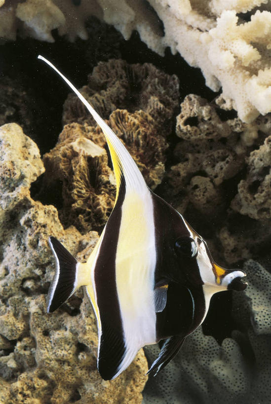 游泳,无人,竖图,室外,白天,侧面,水下,美景,热带鱼,条纹,科学,鱼,景观,鱼类,水族馆,自然,动物,景色,摄影,鲈鱼,生物学,自然风光,花鲈,鲈板,鲈子鱼,式样,彩图,动物学