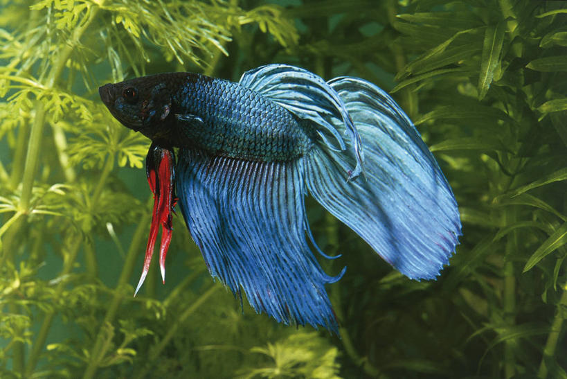 游泳,无人,横图,侧面,水下,科学,鱼,宏伟,鱼类,水族馆,蓝色,动物,摄影,鲈鱼,生物学,水生植物,花鲈,鲈板,鲈子鱼,暹罗斗鱼,彩图,动物学