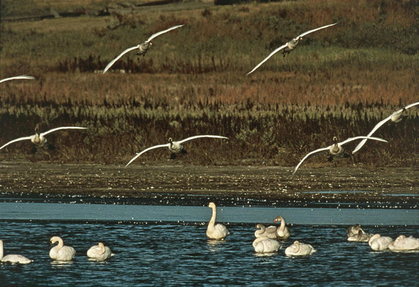 游泳,无人,横图,室外,白天,水,野生动物,天鹅,美国,加拿大,一群,许多,科学,鸟类,田地,很多,飞,草,自然,季节,摄影,环境,沼泽,生物学,笑脸,潘塔纳尔湿地,萨斯喀彻温省,秋天,彩图,拟人,动物行为,动物学