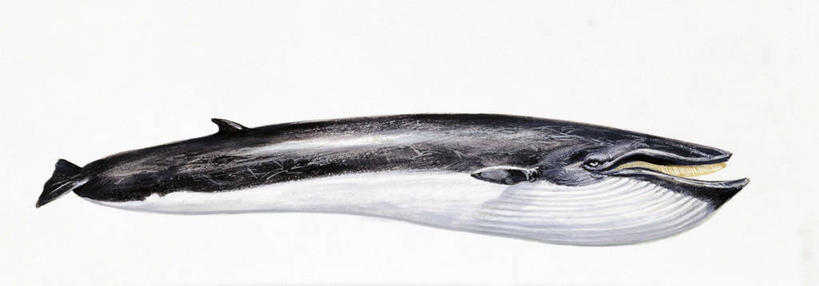 无人,横图,全景,插画,白色背景,侧面,数码,科技,哺乳动物,野生动物,阴影,科学,网络,高光,几何,计算机图形,合成,图画,画,白色,自然,动物,鲸,环境,电脑合成图,数码合成图,生物学,合成图,漫画,写实,具体,具象,鲸类,长须鲸,彩图,动物学