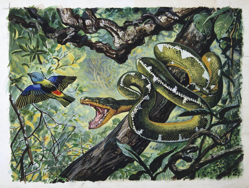 无人,横图,插画,室外,白天,数码,科技,野生动物,阴影,科学,网络,蟒蛇,爬行动物,蛇,捕食,枝,高光,几何,计算机图形,合成,图画,画,树,自然,动物,打开,两只,环境,电脑合成图,数码合成图,生物学,开启,合成图,冷血动物,进攻,凶猛,脊椎动物,长虫,漫画,写实,具体,具象,残暴,凶残,彩图,冷血,动物学