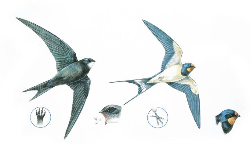 无人,横图,插画,白色背景,数码,科技,燕子,阴影,科学,网络,鸟类,高光,几何,计算机图形,合成,图画,飞,画,白色,自然,动物,两只,栖息,环境,电脑合成图,数码合成图,生物学,合成图,漫画,写实,具体,具象,家燕,彩图,动物学