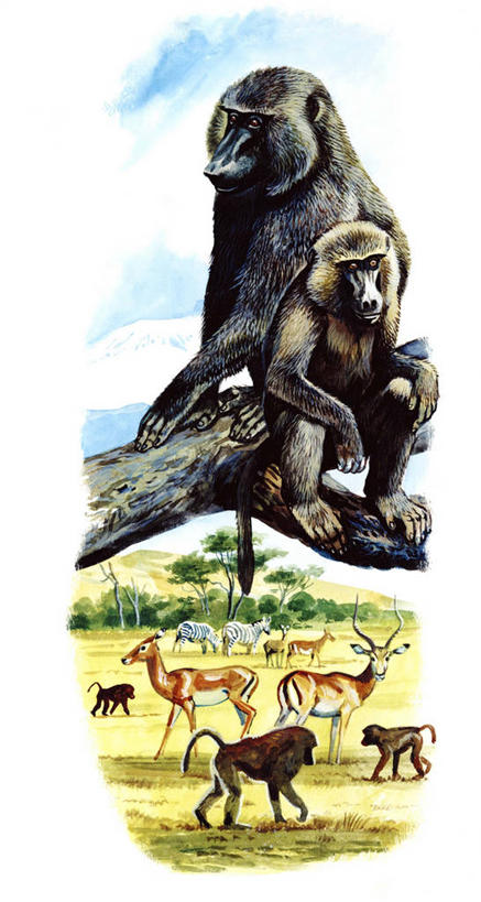 无人,坐,竖图,全景,插画,室外,白天,白色背景,数码,科技,哺乳动物,野生动物,猴子,阴影,科学,网络,狒狒,地形,高光,几何,计算机图形,合成,图画,画,树,白色,自然,动物,可爱,活泼,环境,电脑合成图,数码合成图,生物学,合成图,漫画,灵长目,写实,具体,具象,东非狒狒,橄榄狒狒,绿狒狒,彩图,黄狒狒,动物学