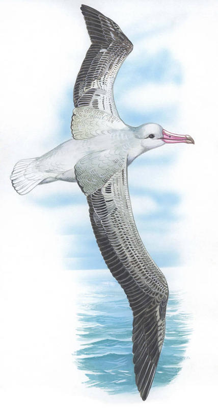 无人,竖图,插画,室外,白天,白色背景,数码,科技,海洋,水,海鸟,野生动物,信天翁,阴影,科学,网络,翅膀,鸟类,高光,几何,计算机图形,合成,图画,飞,画,白色,自然,动物,环境,电脑合成图,数码合成图,生物学,合成图,漫画,写实,具体,具象,漂泊信天翁,彩图,动物学