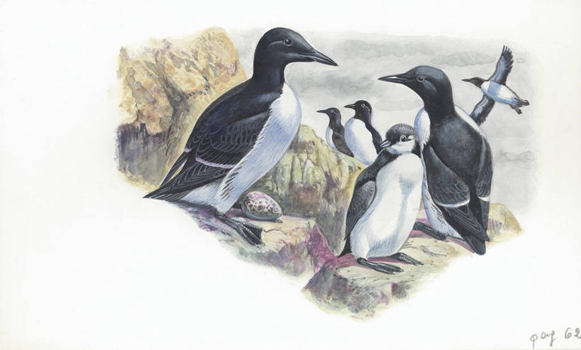 无人,横图,插画,室外,白天,白色背景,数码,科技,野生动物,阴影,科学,网络,鸟类,高光,几何,计算机图形,合成,图画,画,白色,自然,动物,环境,电脑合成图,数码合成图,生物学,合成图,漫画,写实,具体,具象,海鸦,岩石,彩图,伴侣,动物学