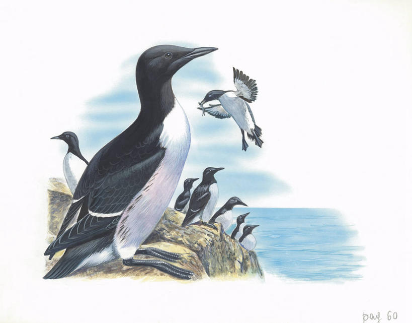 无人,横图,插画,室外,白天,白色背景,数码,科技,海洋,水,野生动物,阴影,科学,网络,鸟类,地平线,水平线,高光,几何,计算机图形,合成,图画,画,白色,自然,动物,环境,电脑合成图,数码合成图,生物学,合成图,漫画,写实,具体,具象,海鸦,岩石,彩图,动物学