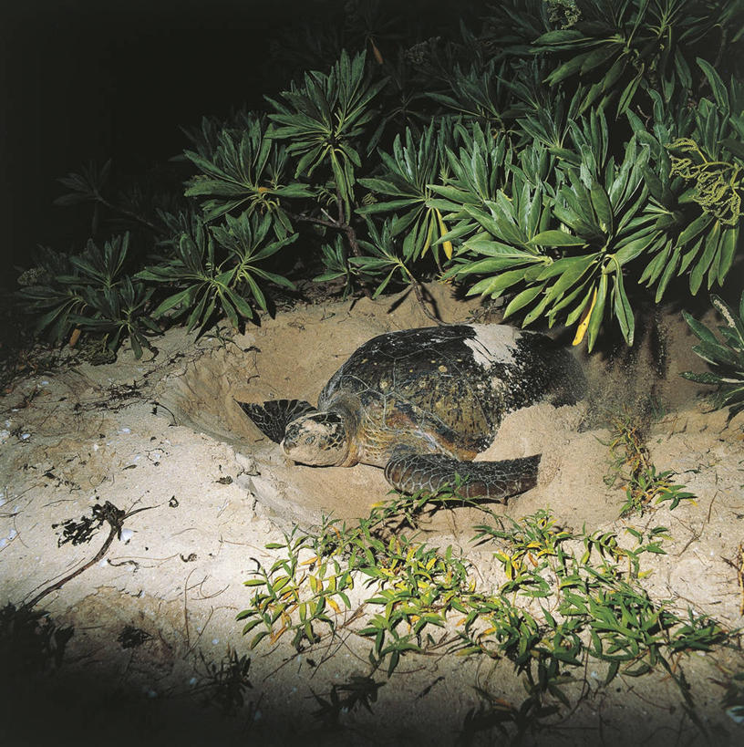 无人,竖图,方图,室外,夜晚,植物,野生动物,澳大利亚,科学,沙子,光亮,排列,自然,动物,摄影,堆,环境,照亮,生物学,昆士兰州,澳大拉西亚,绿蠵龟,产卵,海龟,彩图,动物学