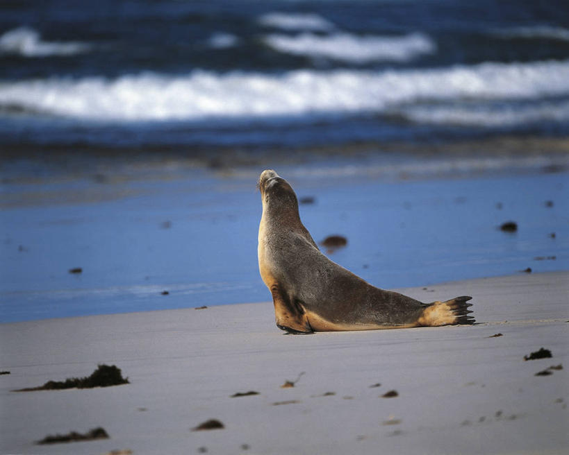 无人,横图,室外,白天,海浪,海洋,水,哺乳动物,海豹,海狮,野生动物,澳大利亚,科学,捕食,自然,动物,看,向上看,可爱,摄影,活泼,环境,生物学,大洋洲,将军,澳大拉西亚,悲哀,袋鼠岛,南澳大利亚,澳海狮,澳洲海狮,自然地理,海滩,彩图,独处,动物学