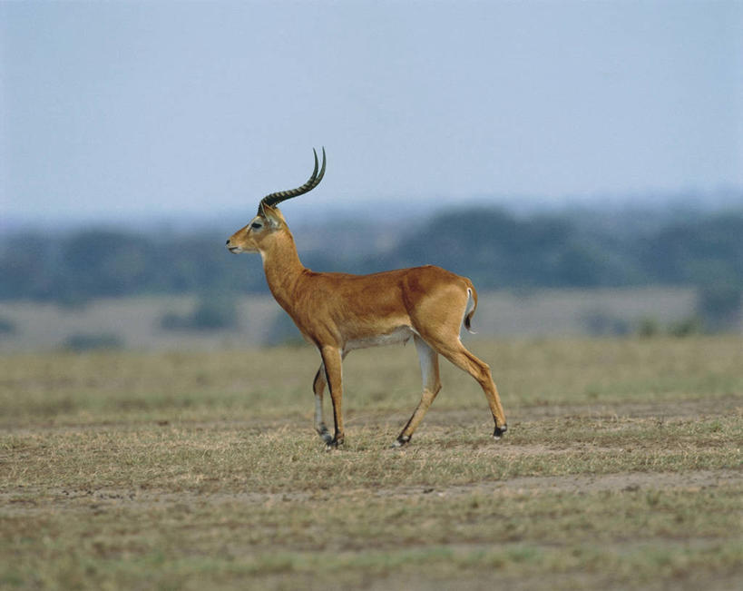 无人,横图,室外,白天,侧面,旅游,度假,美景,哺乳动物,野生动物,非洲,科学,羚羊,景观,田地,娱乐,自然,动物,享受,休闲,景色,放松,摄影,环境,生物学,国家公园,自然风光,将军,偶蹄目,机敏,扎伊尔,刚果民主共和国,自然地理,步行,彩图,动物学,郊野公园