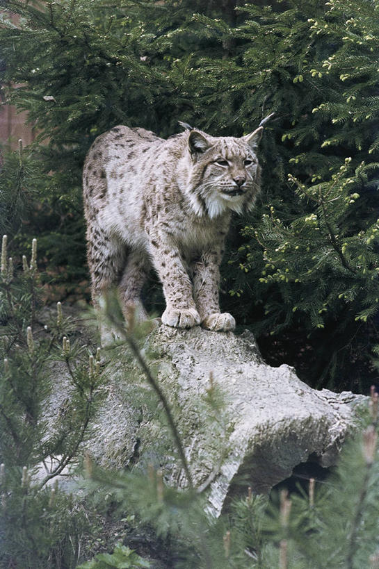 无人,站,竖图,室外,白天,哺乳动物,野生动物,科学,树,自然,动物,摄影,环境,生物学,山猫,猫科动物,濒危物种,岩石,彩图,动物学