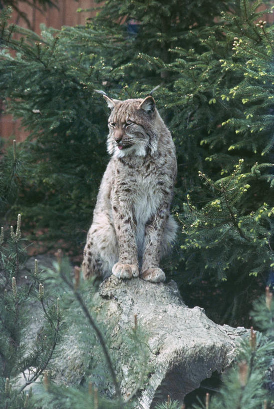 无人,坐,竖图,室外,白天,哺乳动物,野生动物,科学,树,自然,动物,摄影,环境,生物学,山猫,猫科动物,濒危物种,岩石,彩图,动物学