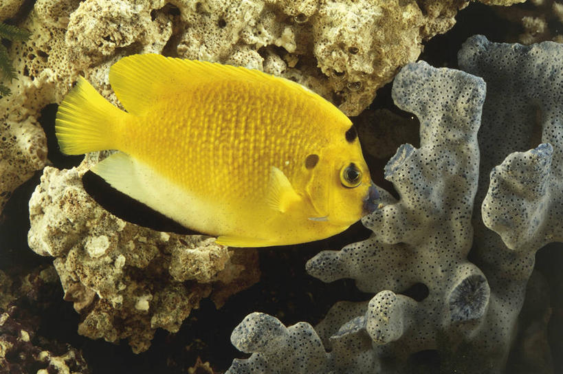 无人,横图,彩色,室外,白天,侧面,水下,热带鱼,野生动物,科学,鱼,珊瑚,鱼类,水族馆,自然,动物,摄影,五颜六色,鲈鱼,环境,色彩斑斓,生物学,五彩缤纷,蓝刺蝶鱼,五彩斑斓,花鲈,鲈板,鲈子鱼,五光十色,彩图,动物学